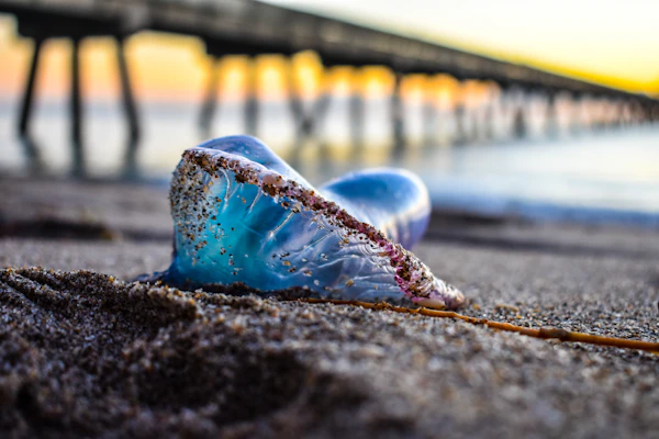 عطور ديزاينر