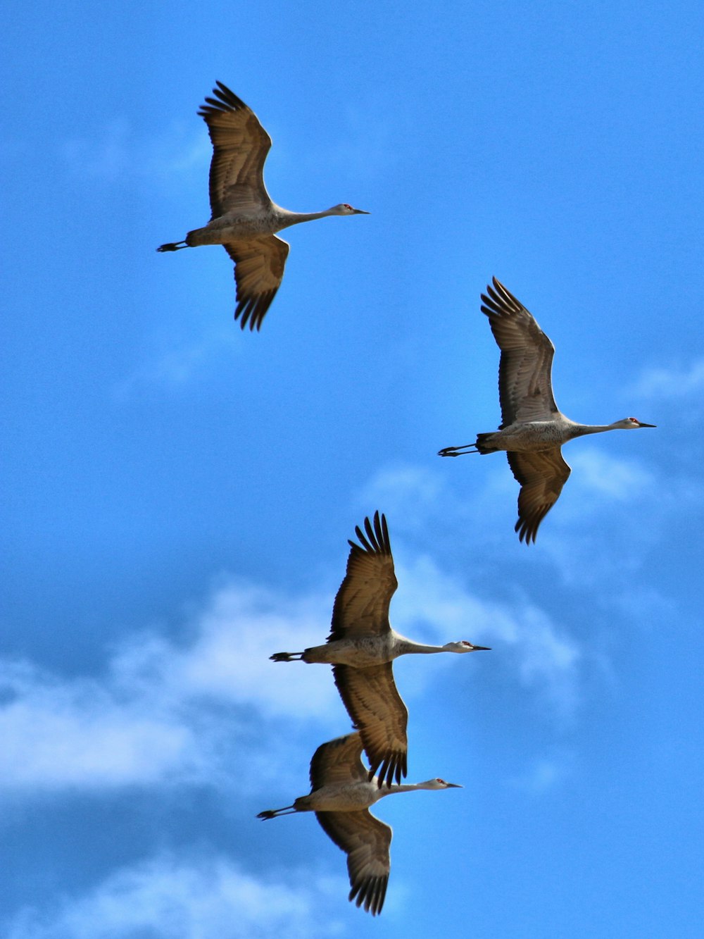 three white birds flying under blue sky during daytime