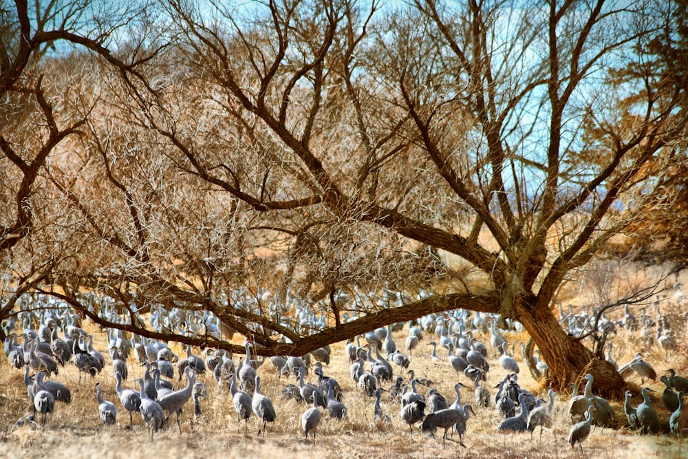 white sheep on brown tree during daytime