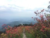 Scenic view of pilgrims walking on a winding path surrounded by blooming wildflowers.