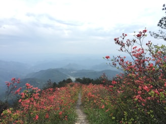 Scenic view of pilgrims walking on a winding path surrounded by blooming wildflowers.