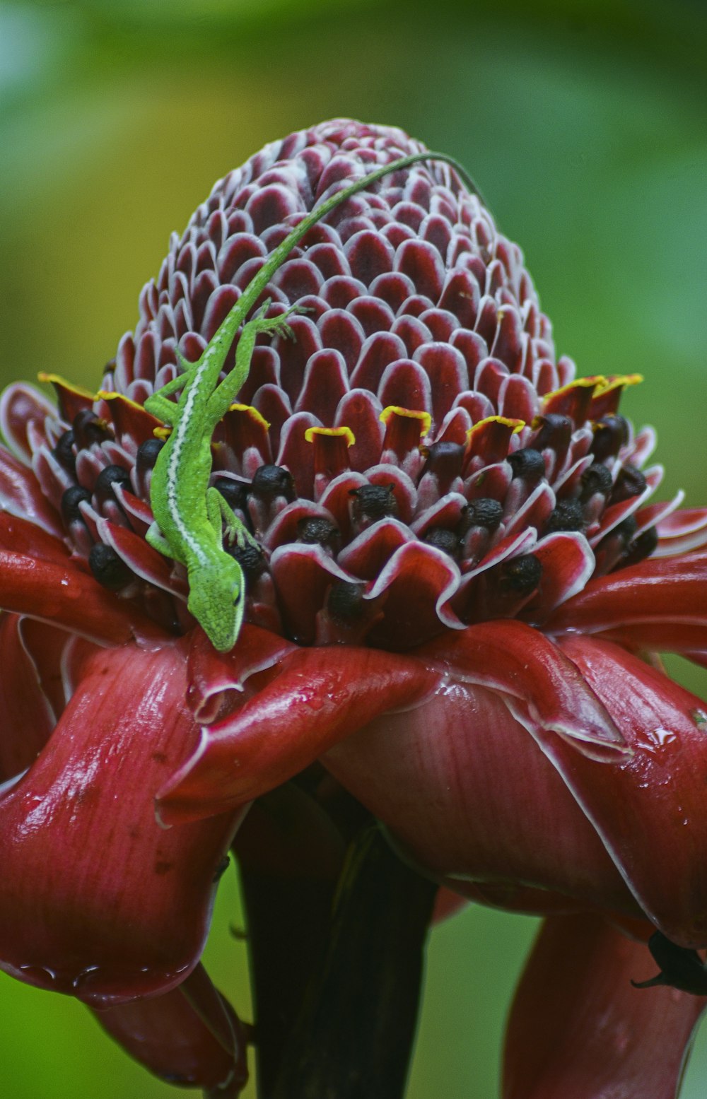 red and green flower in macro lens photography