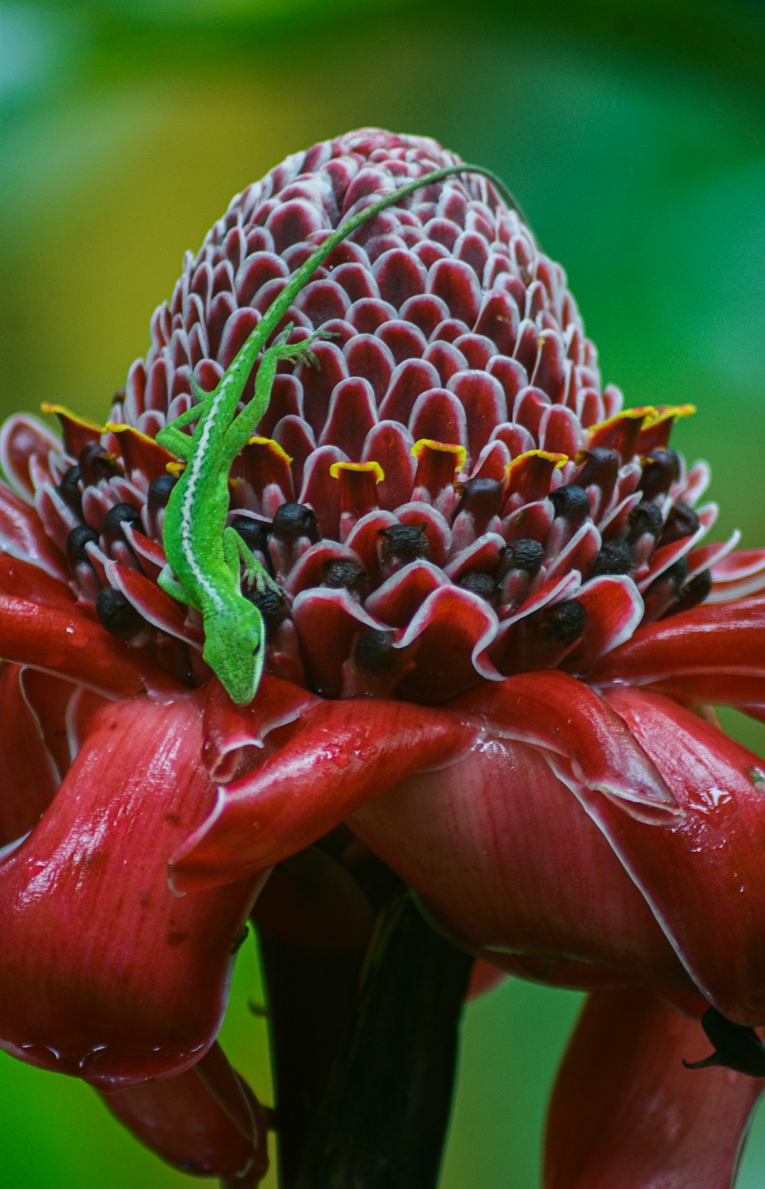 red and green flower in macro lens photography