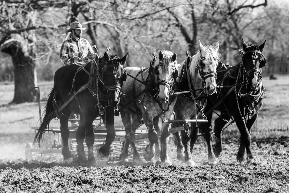 grayscale photo of 2 horses running on mud