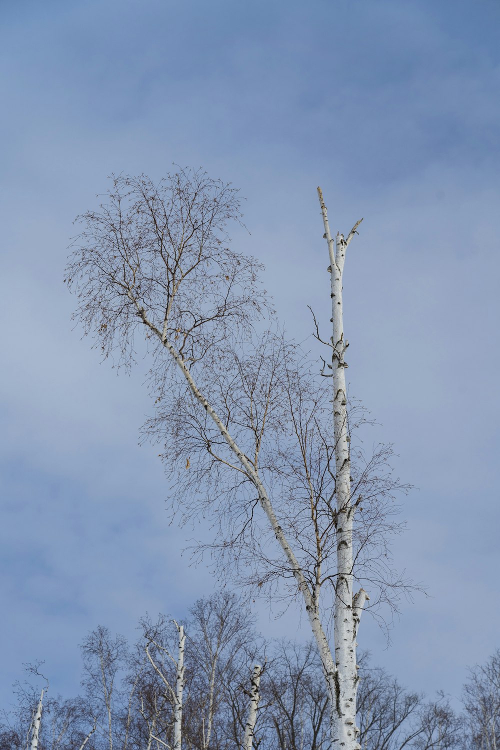 leafless tree under blue sky