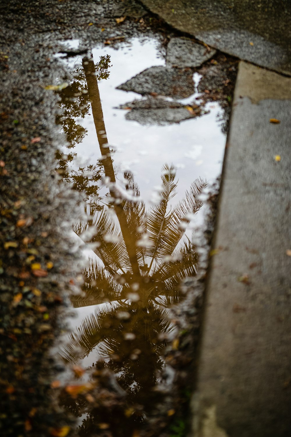 brown leaves on gray concrete floor