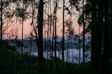 Sunset view from the resort’s veranda with silhouettes of tall trees.