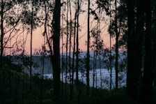 Sunset view from the resort’s veranda with silhouettes of tall trees.