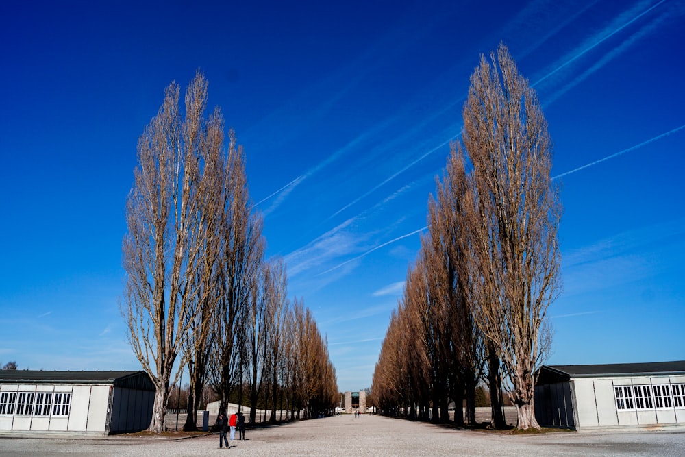 people walking on sidewalk near bare trees under blue sky during daytime