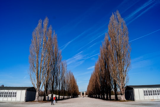 people walking on sidewalk near bare trees under blue sky during daytime in Dachau Germany