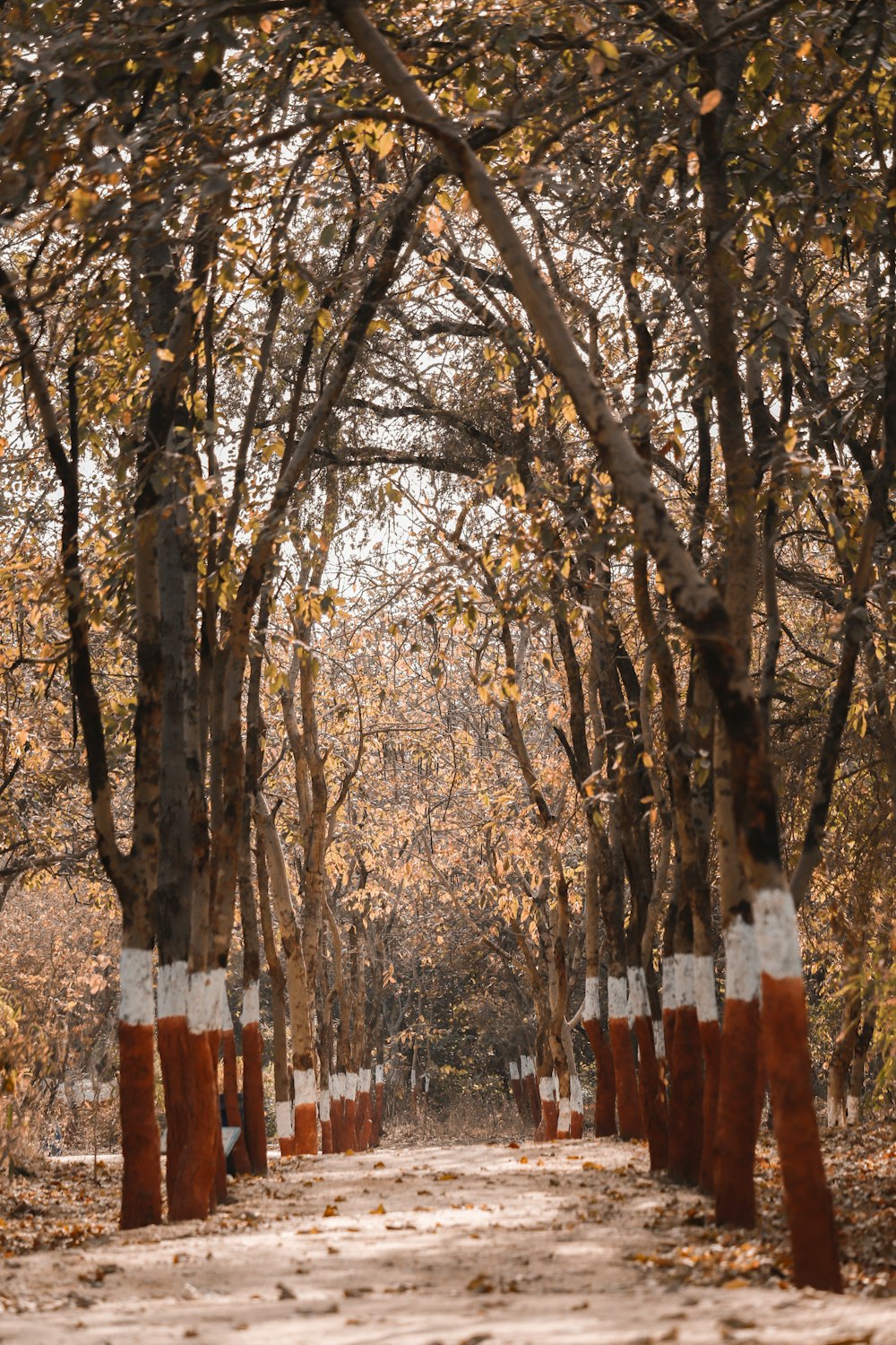 brown trees on snow covered ground during daytime