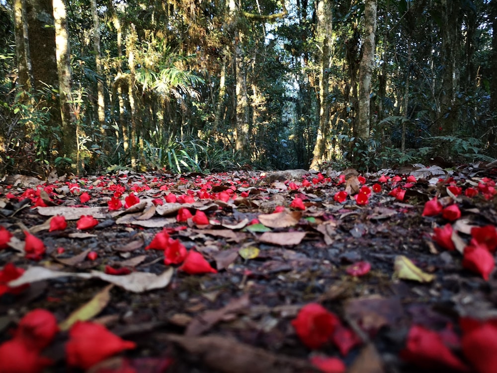 folhas vermelhas no chão cercadas por árvores durante o dia