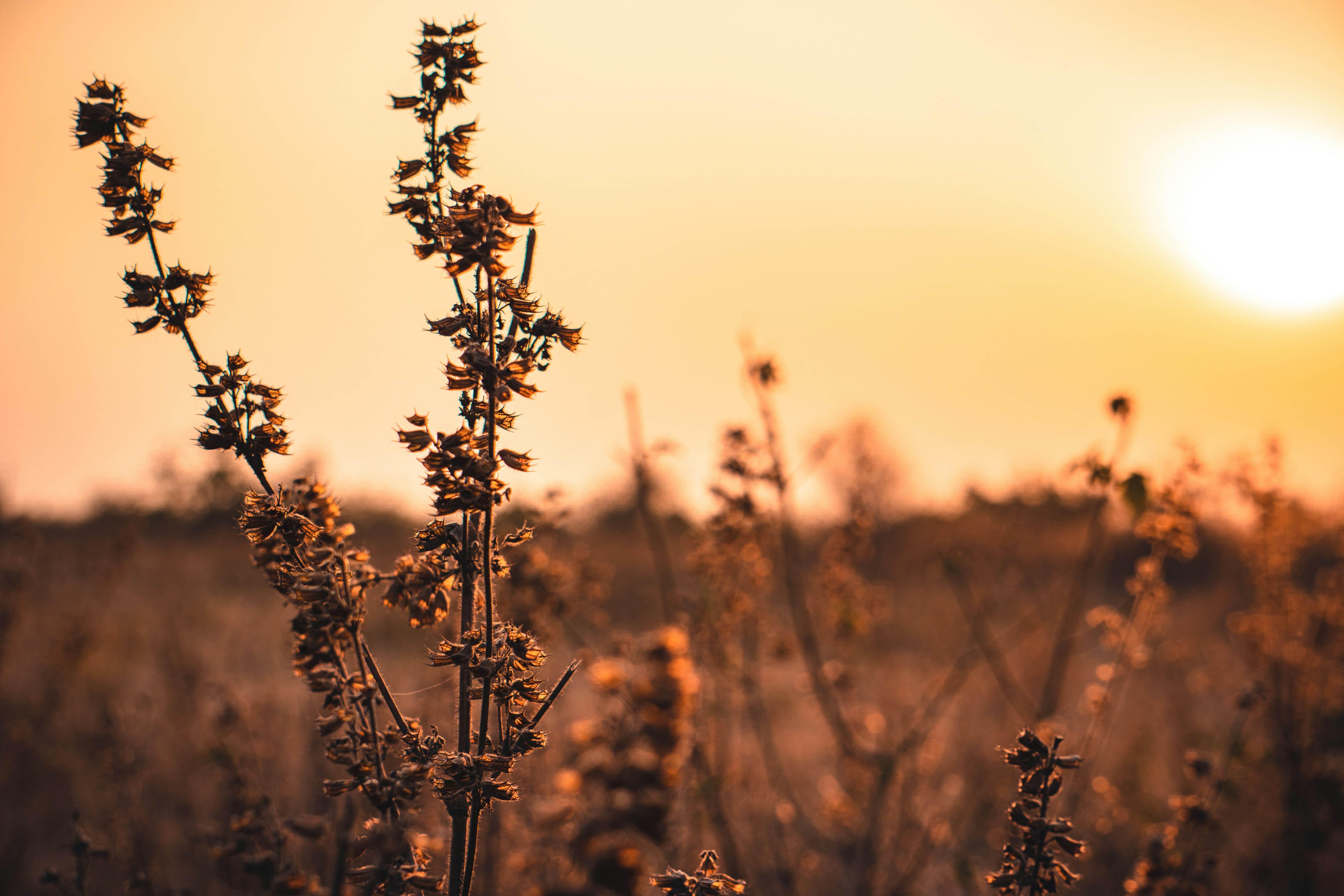 Photo by sumit_saharkar