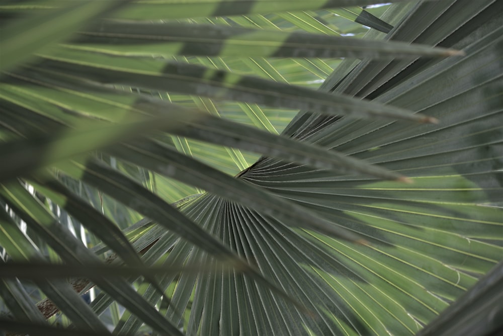 green palm tree during daytime