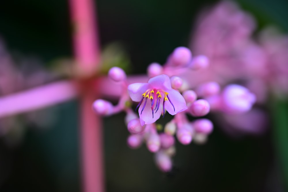 purple flower in tilt shift lens