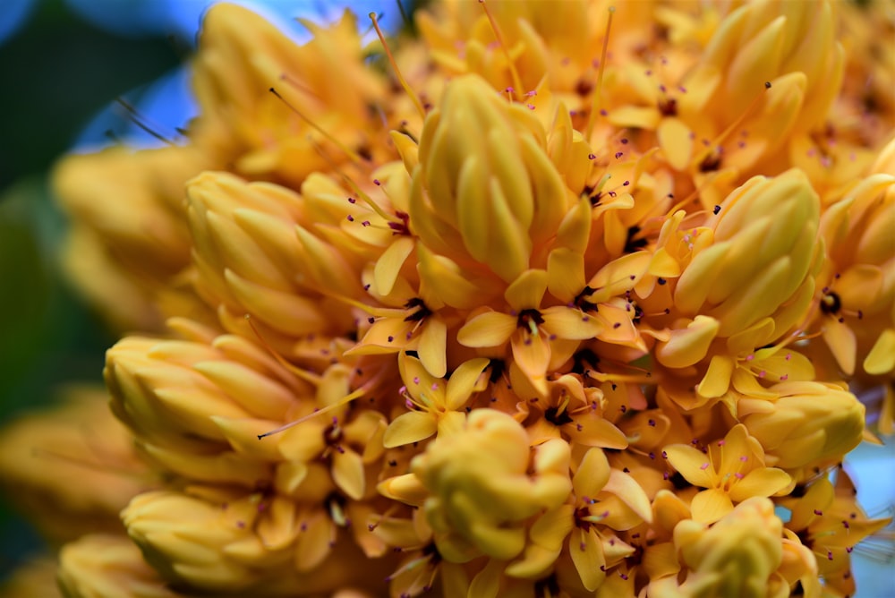 yellow flower in macro lens