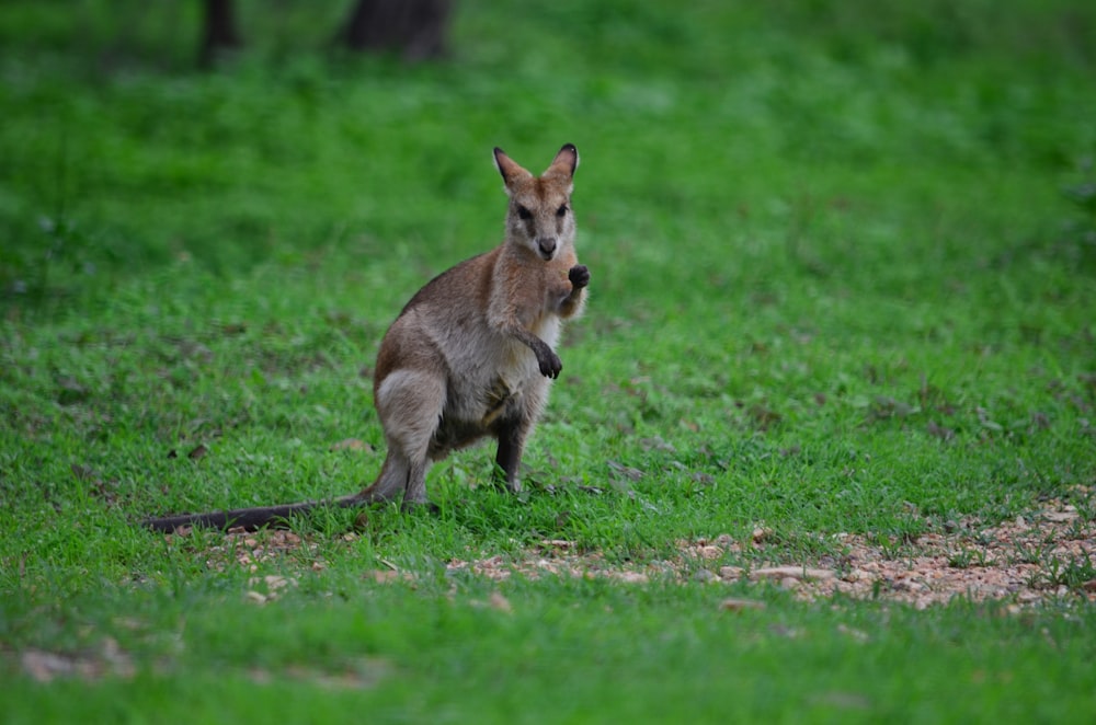 brown kangaroo on green grass field during daytime