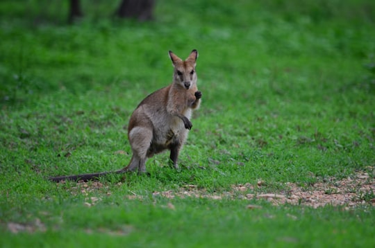 brown kangaroo on green grass field during daytime in Townsville QLD Australia