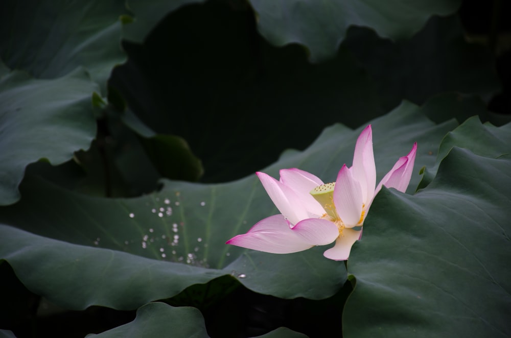 pink lotus flower in bloom during daytime