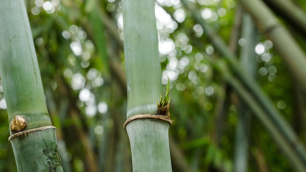 brown and white insect on green stick