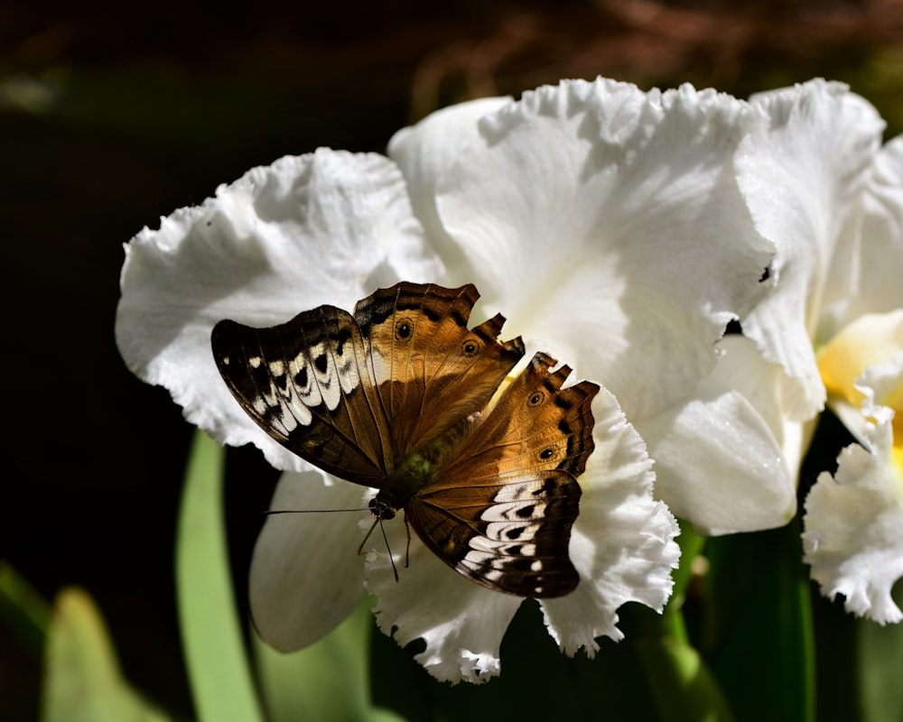 mariposa marrón y negra sobre flor blanca