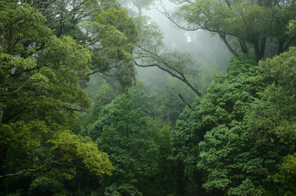 green trees covered with fog