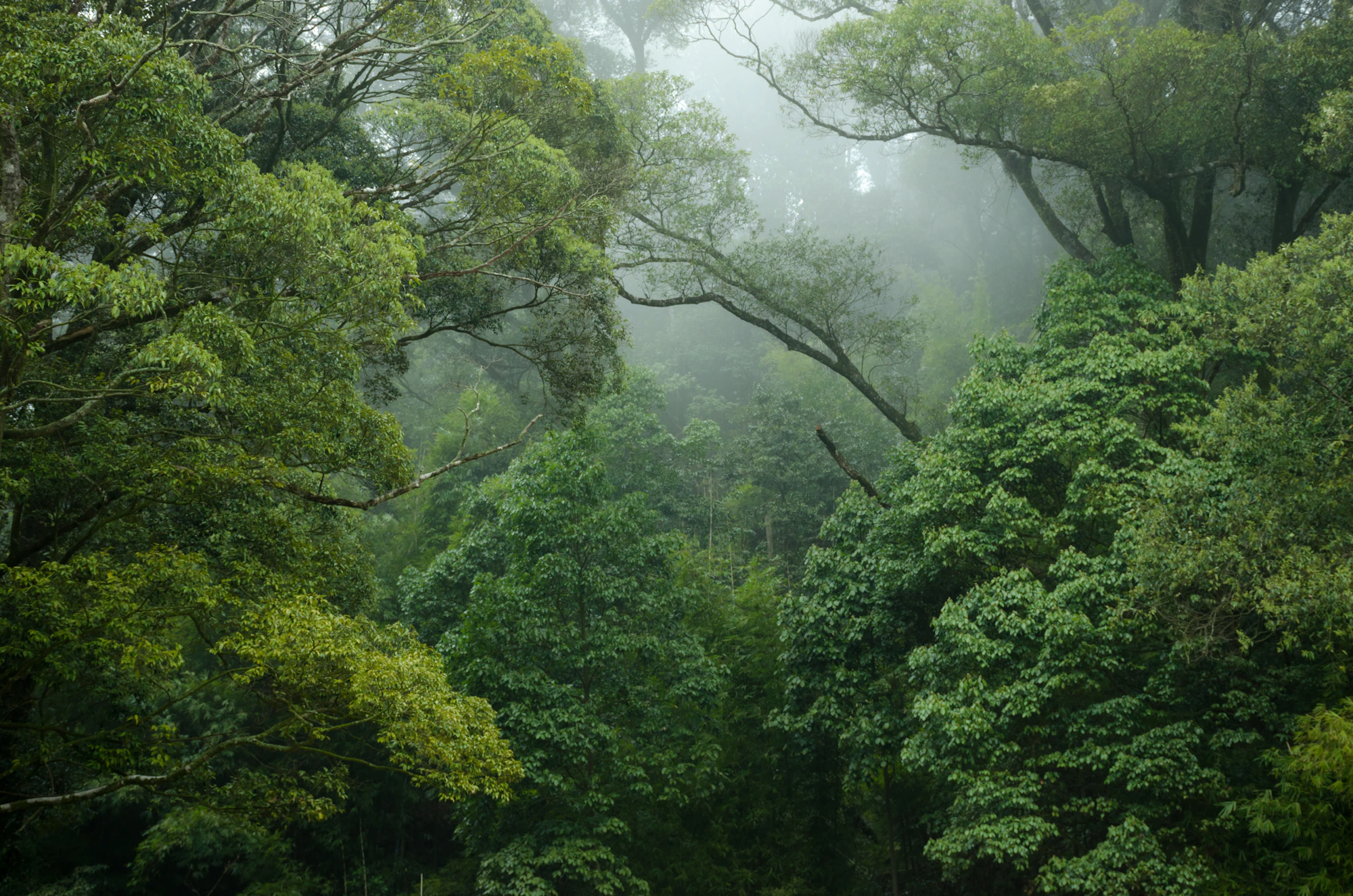A lush tropical rainforest, the Menagerie Method by Talentbank