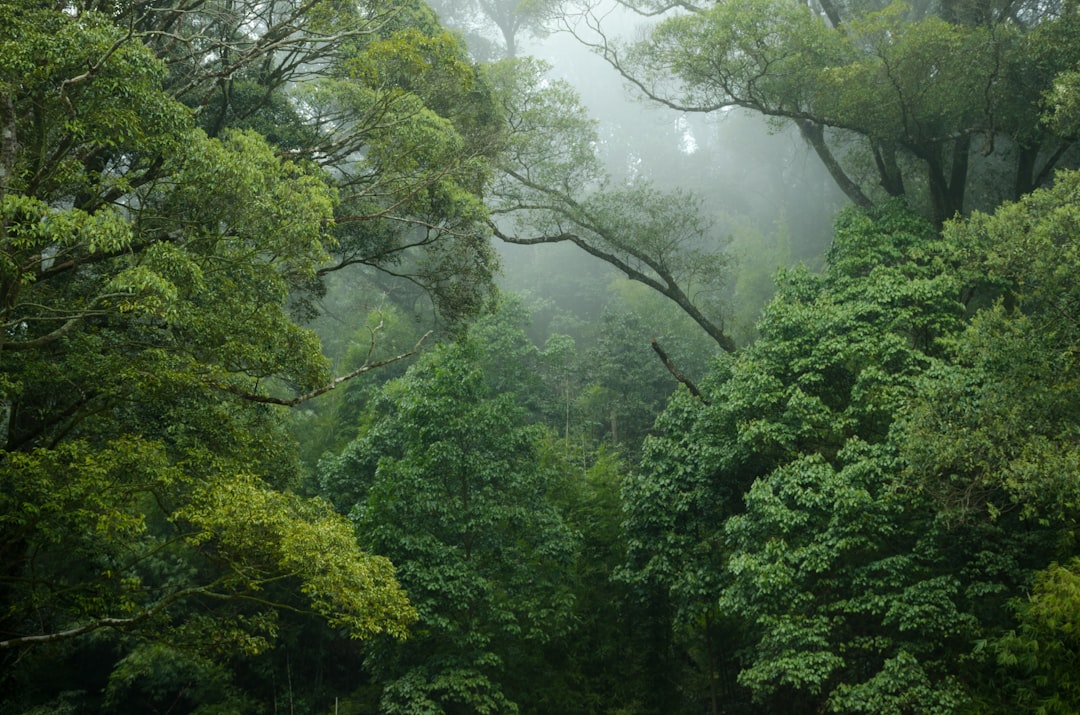 green trees covered with fog, Mountain forest