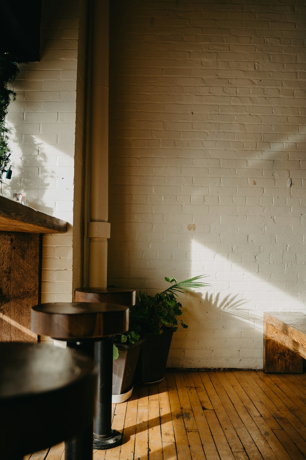 green potted plant on brown wooden table