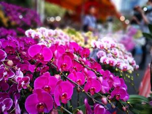 A colorful array of orchids showcased at the annual society exhibition.