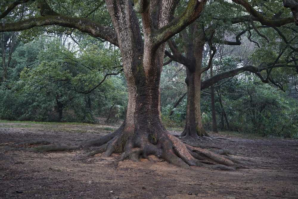 brown tree trunk on brown soil