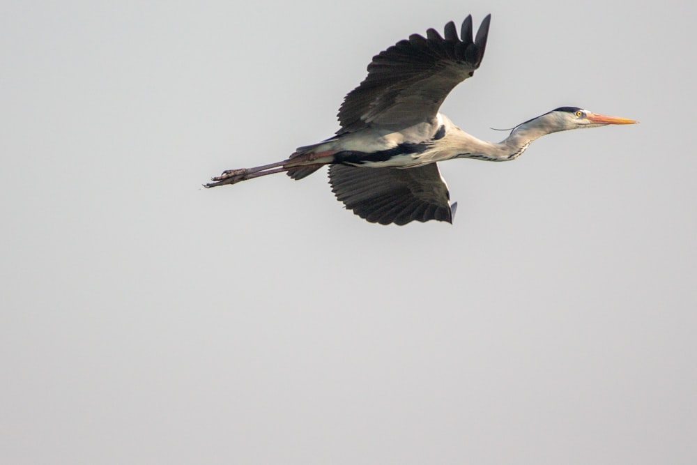 white and black bird flying