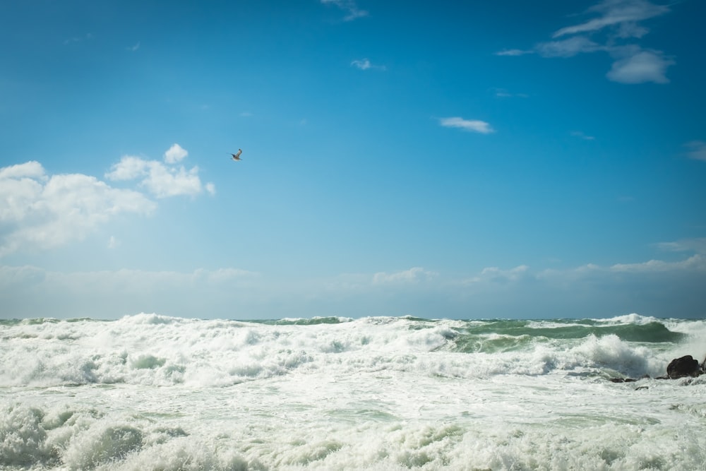 uccello che sorvola il mare durante il giorno