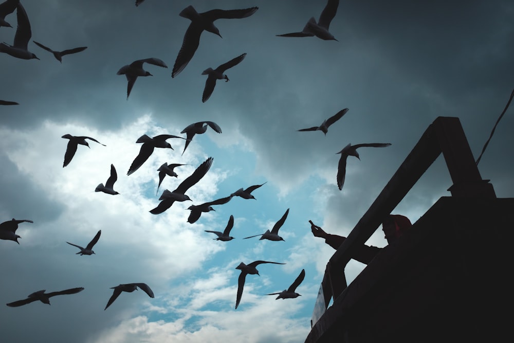 silhouette of birds flying under blue sky during daytime