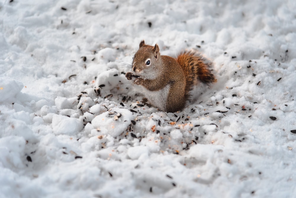 brown squirrel on snow covered ground during daytime