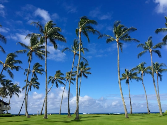 green palm trees on green grass field under blue sky during daytime in Kauai United States