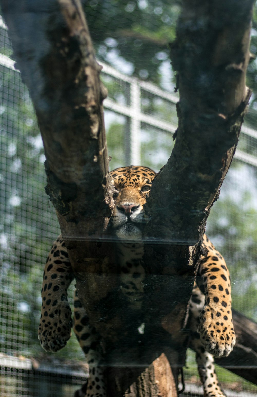 brown and black leopard on tree branch