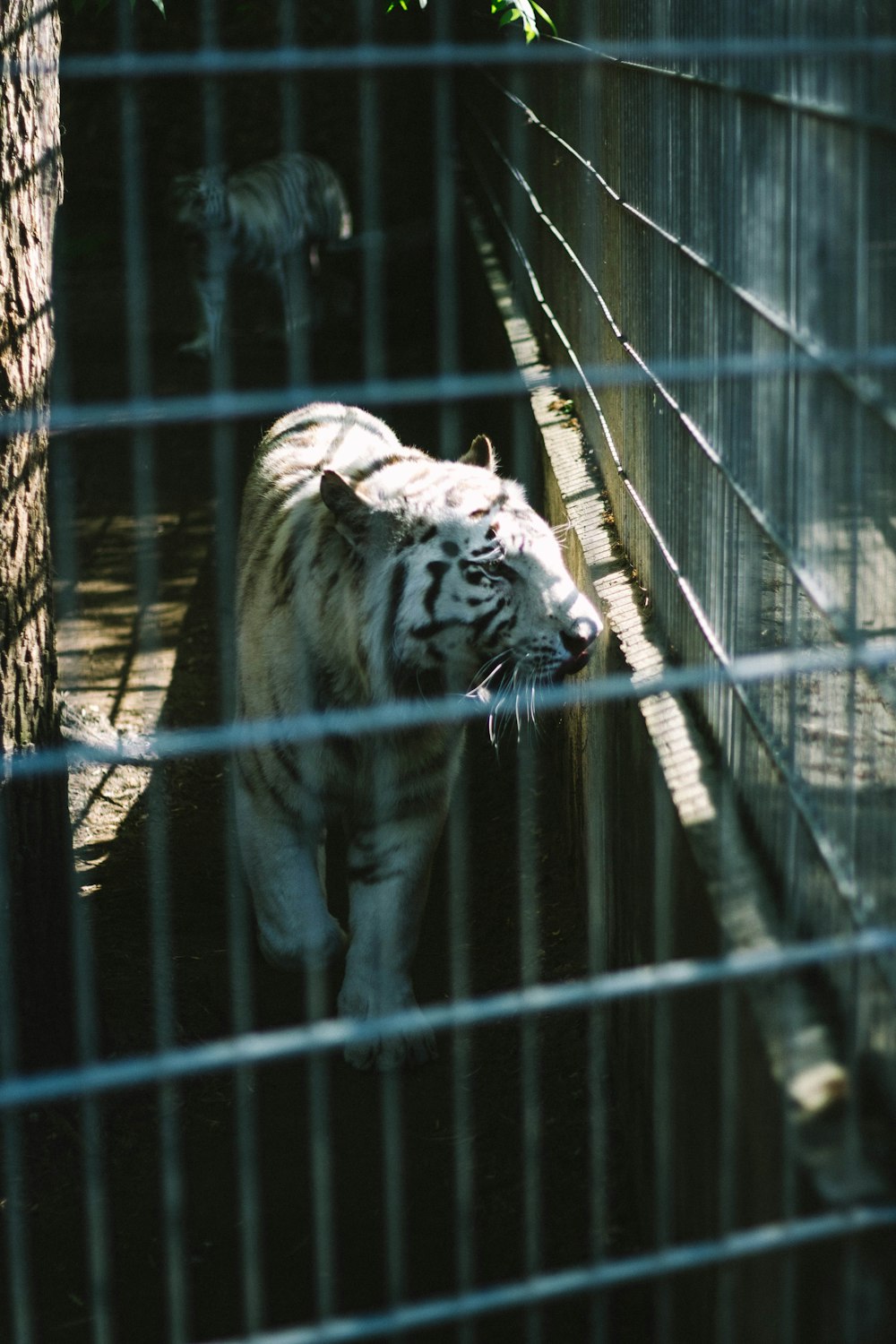 white and black tiger in cage