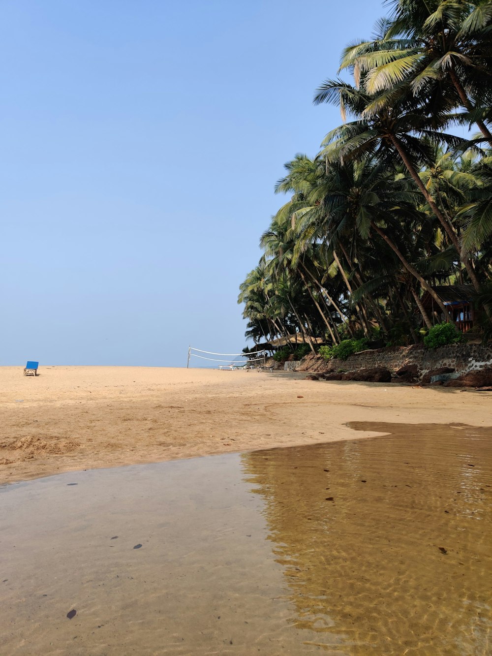 green palm tree on brown sand beach during daytime