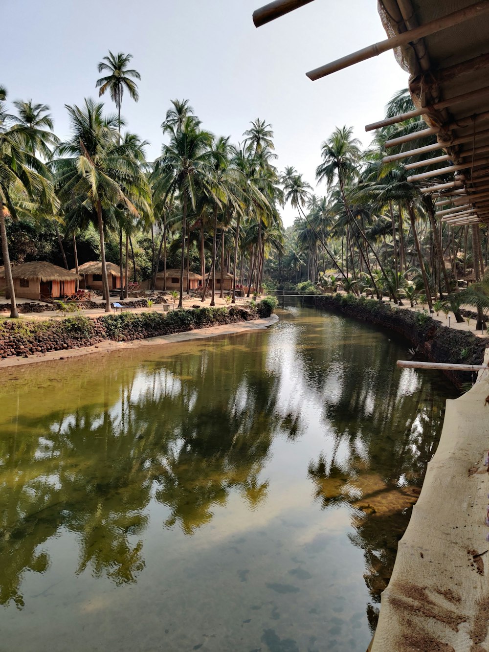 green palm trees beside river during daytime