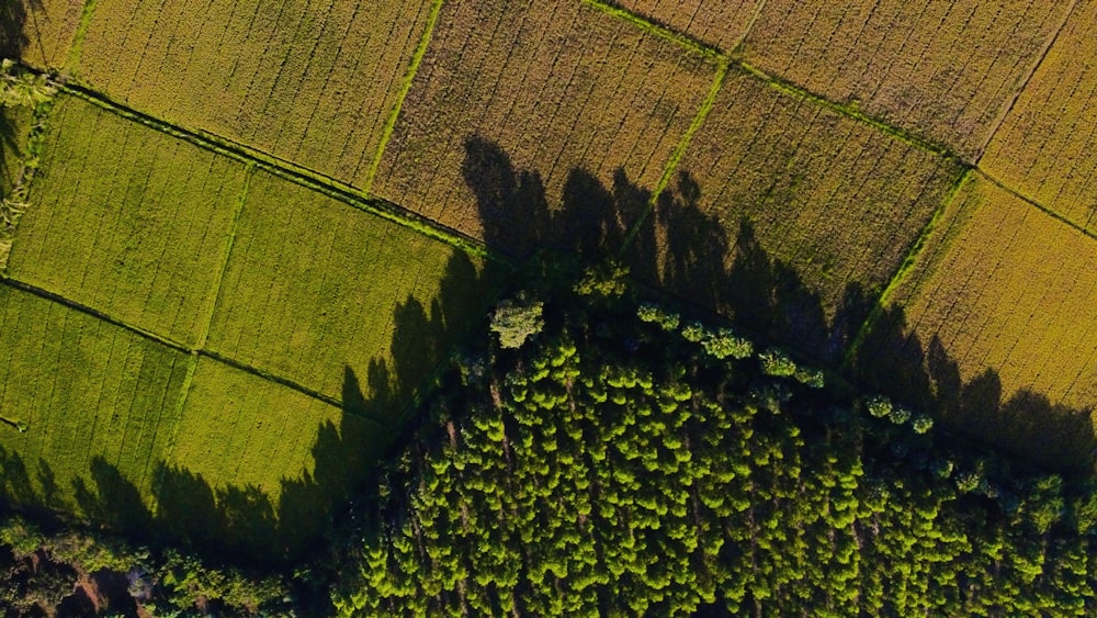 green grass field during daytime