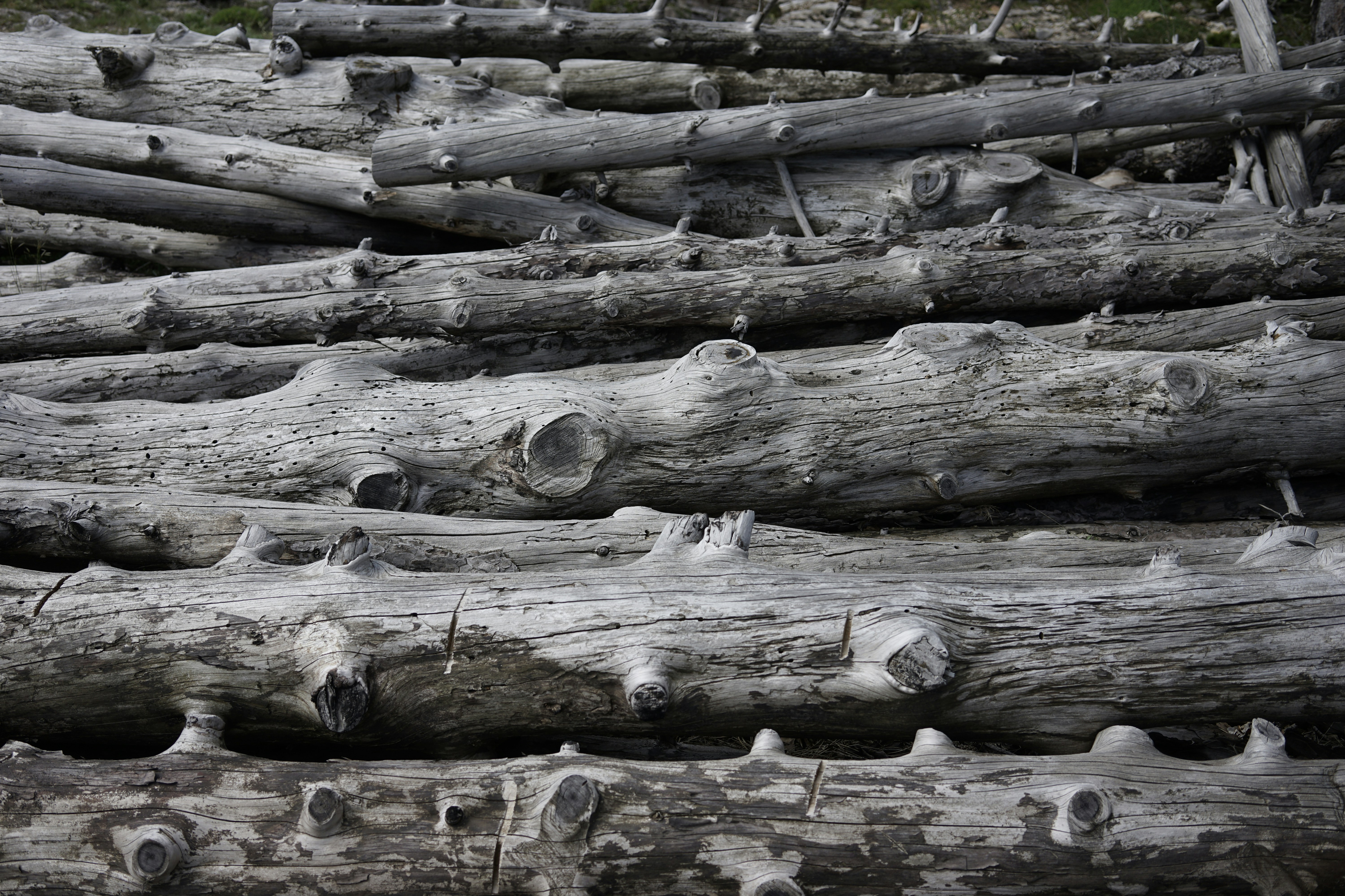 brown and gray wood log