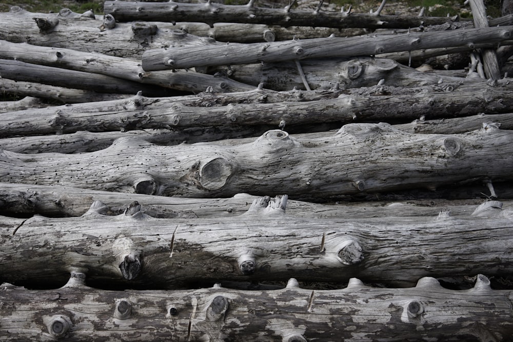 brown and gray wood log