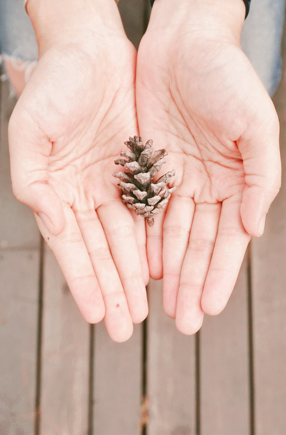 brown pine cone on persons hand