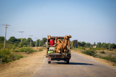 2 people riding on carriage on road during daytime