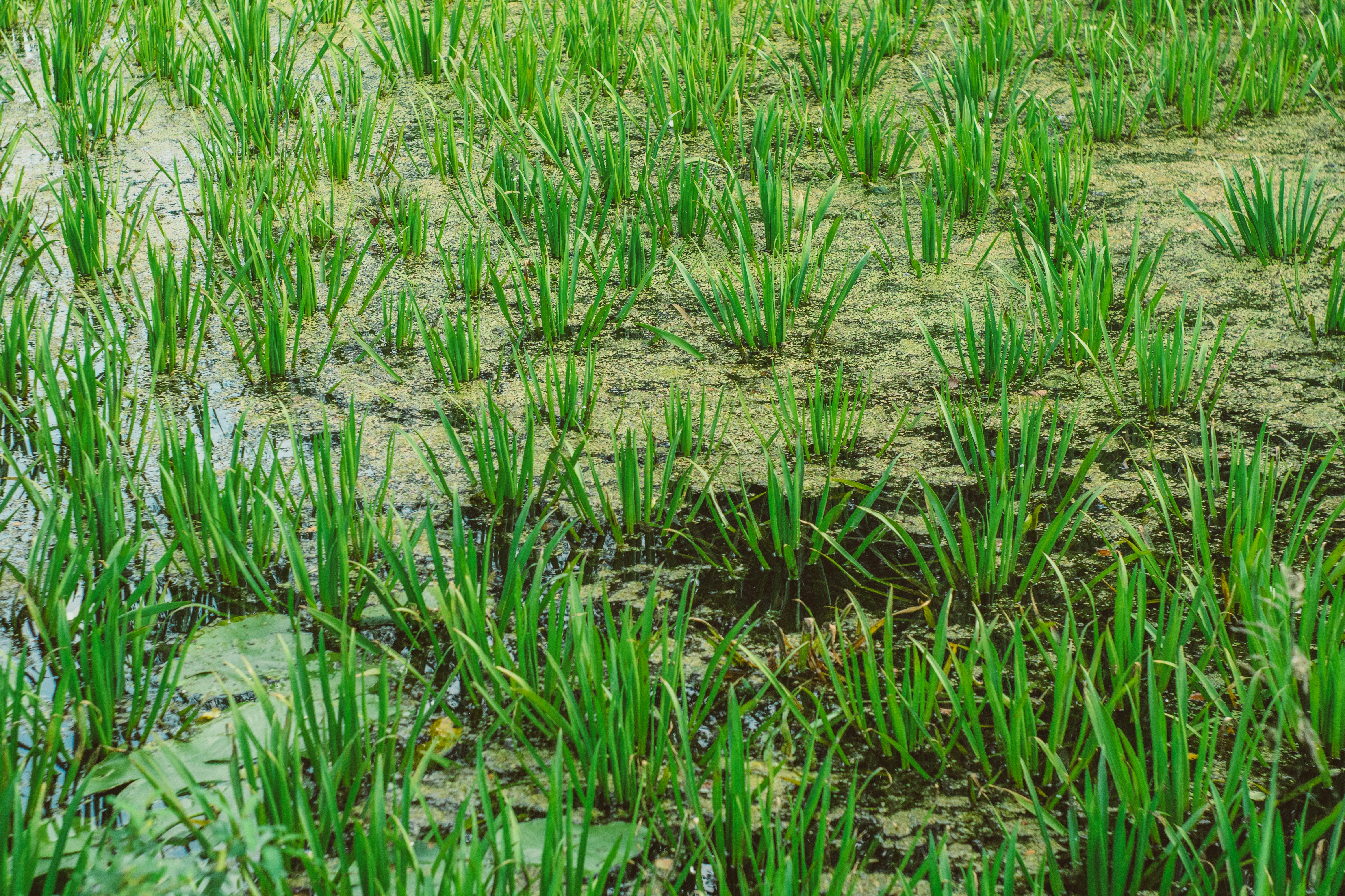 Photo by ramonakudure