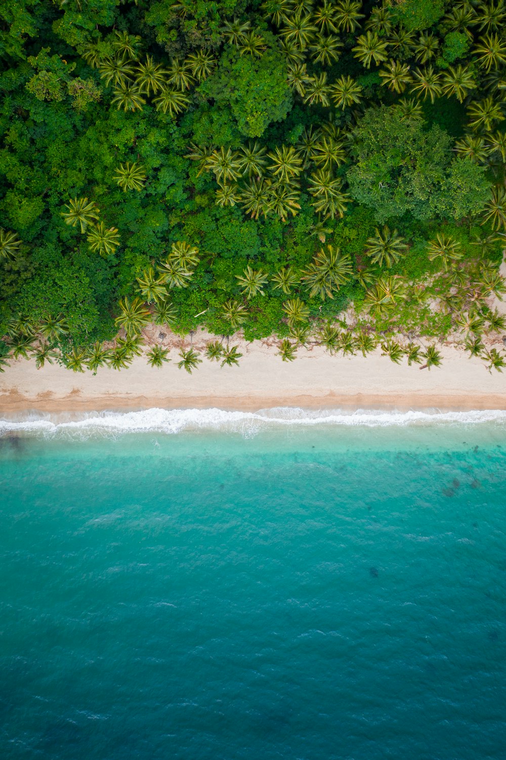 aerial view of green trees on beach during daytime