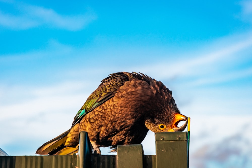 oiseau brun et noir sur la clôture en bois pendant la journée