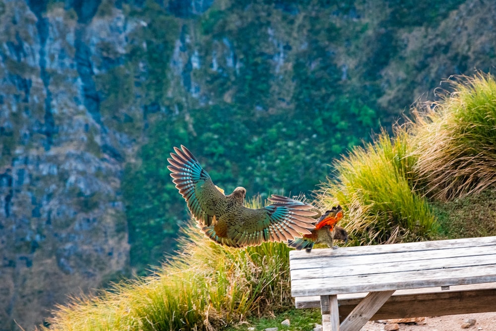 brown bird on green grass during daytime