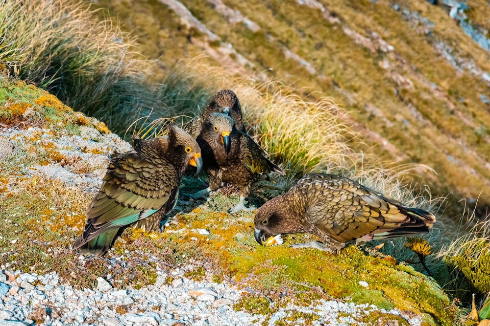 brown and black bird on green grass during daytime